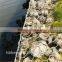 Cheap Chicken Wire Mesh/gabion Box/galvanized Hexagonal Wire Netting
