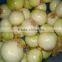 Small Onion Peeling Machine Grading Machine Dicing Machine