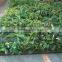 hot sale artificial green plant wall/artificial green backdrop for sale