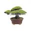 Indoor Garden Outdoor Glazed Ceramic Bonsai  Succulents Pot Decorative Planter for Dwarf Trees Small Plants Green Oval Container
