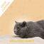 Lemon Scent Bentonite Cat Litter Gerry Pet Dust Free 20L /10L /5L