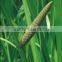 100 pure natural grassleaf sweelflag rhizome herb oil
