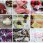 Commercial Display Showcase/ Popsicle Display Showcase/ Popsicle Display Cabinet