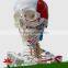 Human skeleton model with colored muscle