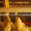 feeders and drinkers for chicken farm/poultry feeder drinkers