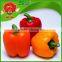 Color capsicum orange capsicum