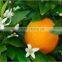 orangeA