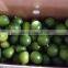 Fresh Viet Nam Seedless lime