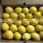 FRESH ADALIA LEMON 2014
