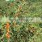 Tiibet certificate organic natural goji berries