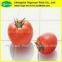 Natural tomato powder extract/tomato flavor powder/tomato powder