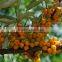 factory supply natural seabuckthorn seed oil bulk with competitive price
