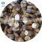 New Crop 2 - 4 cm / 4 - 6 cm Frozen Boletus Edulis