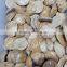 Polished Echinoid Star Fish/Sand Dollars Natural Star Fish Fossils