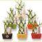18 stems braided lucky bamboo bonsai tree dracaena sanderiana indoor aquatic feng shui plants nursery garden decoration