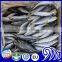 Long Bodied Round Scad Decapterus Lajang For Tuna Bait