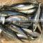 New Product 2016 Fish Bait Frozen Pacific Saury Mackerel