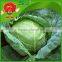 farm selling Chinese cabbage green cabbage roll vegetable spring roll