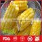 Frozen organic sweet corn from China