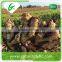 Shandong price of fresh ginger from ginger exporter