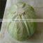 Chinese Round Cabbage
