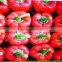 Fresh Red Pepper