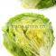 Hot sale Fresh lettuce/Green lettuce/iceberg lettuce