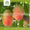 organic fruit fresh food importer