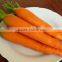 FRESH ORGANIC CARROTS WITH HIGH QUALITY