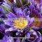 Blue Lotus Absolute