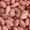 chinese factory peanut kernels & blanched peanut kernels