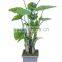 CHY030932 High quality bonsai alocasia macrorrhizaiata plant plastic plant sale