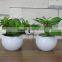 White Potted Mini Succulent Plants Bonsai