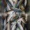 Hot sale Frozen W/R horse mackerel fresh fish