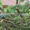 Telescopic Alum Anvil Pruner Garden Tools