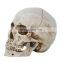 White New Resin Skulls Resin Model Medical Realistic lifesize