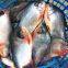 Seafood wholesale frozen fish Red Pomfret