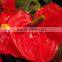 Durable antique anthurium flowers napkin ring