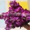 Quality latest cut fresh violet flower