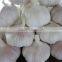 Hot sale fresh Normal White Garlic with best price