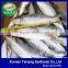 Frozen Sardine Fish For Bait And Canning