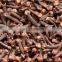 Cloves