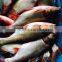 Frozen silver carp/Asian carp 1000-2000g