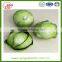 Chinese hot sale fresh cabbage with high quality