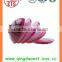 Export bulk chinese Best quality fresh red onion
