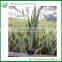 House Plants Sansevieria Plants