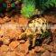 Nomo simulation hot sale land tortoise environment protection indian star tortoise model