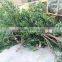 Artificial olive tree , large fake olive tree for sale