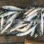 SeaFrozen pacific mackerel 2016 NEW SCOMBER JAPONICUS 200-300g