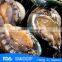 Bqf frozen abalone with cheap price